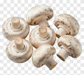 Group Of White Mushrooms PNG