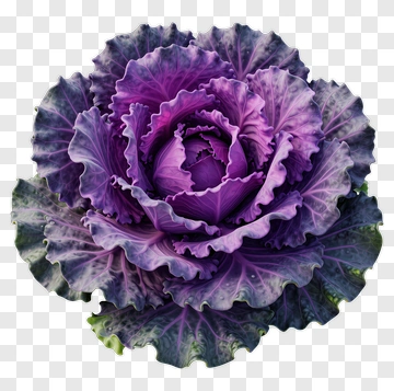 Purple Cabbage PNG