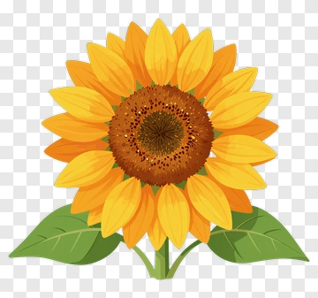 Sunflower PNG