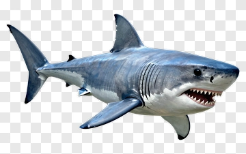 Great White Shark Swimming PNG