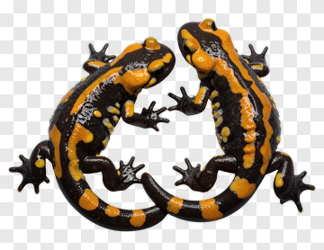 Two Salamanders Facing Each Other PNG