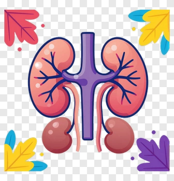 Cartoon Kidney With Colorful Leaves PNG