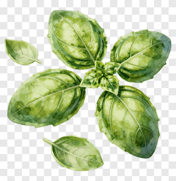 Watercolor Basil Leaves PNG