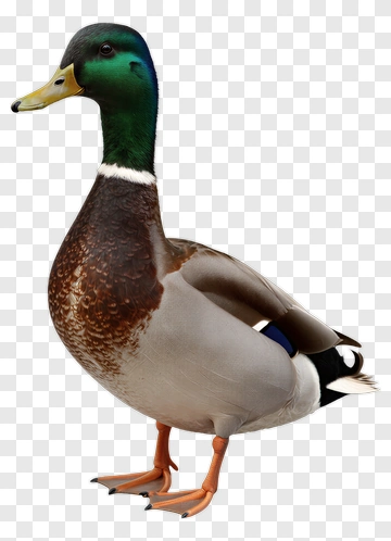 Mallard Duck Standing PNG