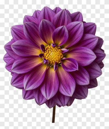 Purple Flower With Yellow Center PNG