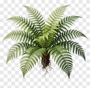 Green Fern Plant PNG