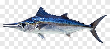 3D Swordfish Swimming In Ocean PNG