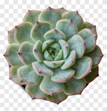 Succulent Plant PNG