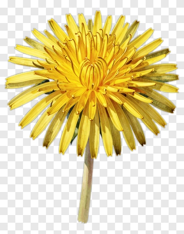 Yellow Dandelion Flower PNG