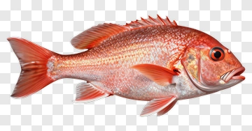 Realistic Red Fish PNG