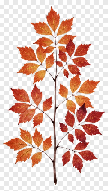 Colorful Autumn Leaves PNG