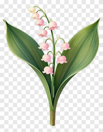 Lily Of The Valley Flower PNG
