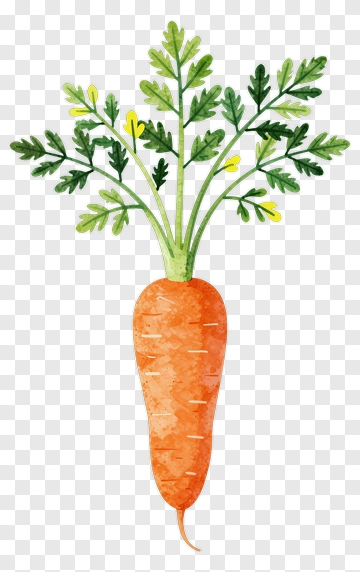 Watercolor Carrot With Green Leaves PNG