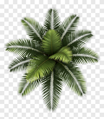 Green Palm Tree PNG