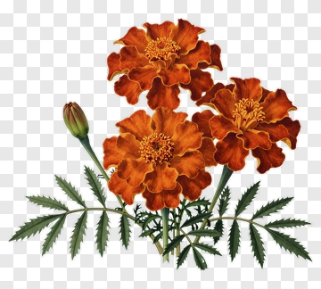 Marigold Flowers With Green Leaves PNG
