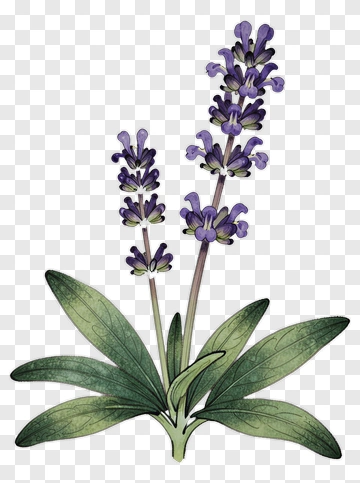 Lavender Plant With Purple Flowers PNG