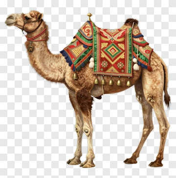 Decorated Camel Standing PNG