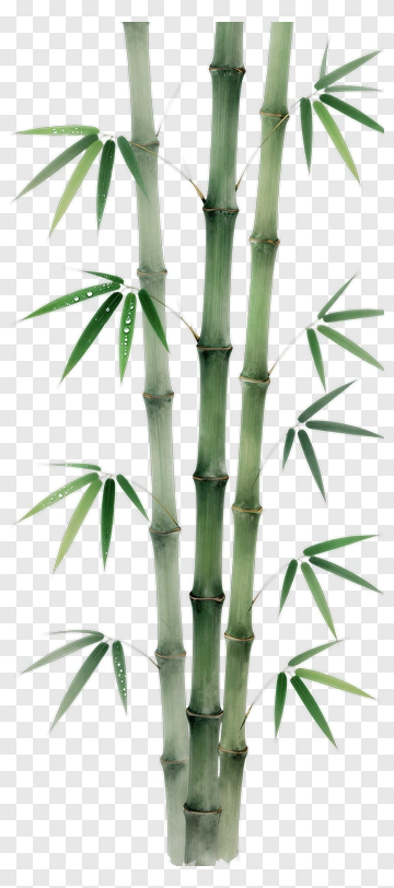 Bamboo Stalks With Green Leaves PNG