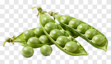 Fresh Green Peas In Pods PNG