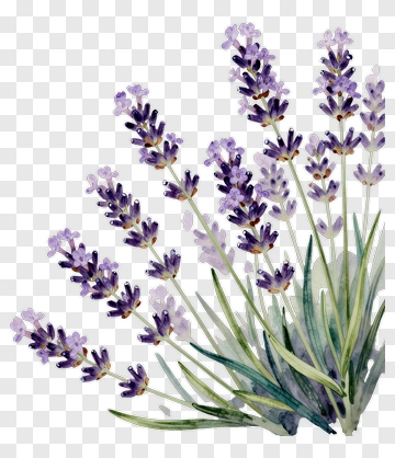 Watercolor Lavender Plant PNG