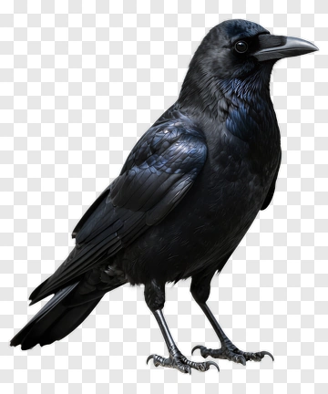 Black Raven Standing PNG