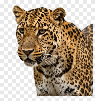 Leopard Close-Up Portrait PNG