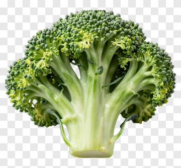 Fresh Broccoli Head PNG