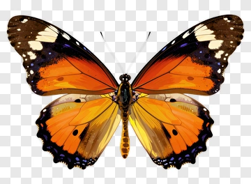 Colorful Butterfly With Orange And Black Wings PNG