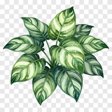 Colorful Plant With Variegated Leaves PNG