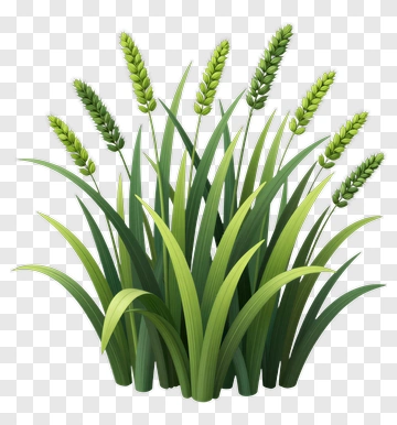 Wheat Plant With Green Leaves PNG