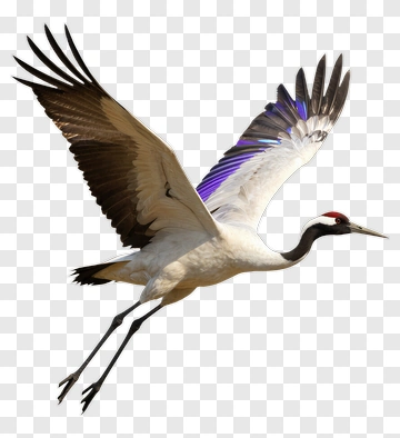 Flying Crane With Colorful Wings PNG