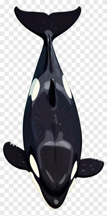 Cartoon Orca Whale PNG