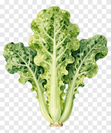 Watercolor Lettuce PNG