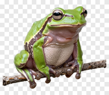 Green Frog Sitting On A Branch PNG