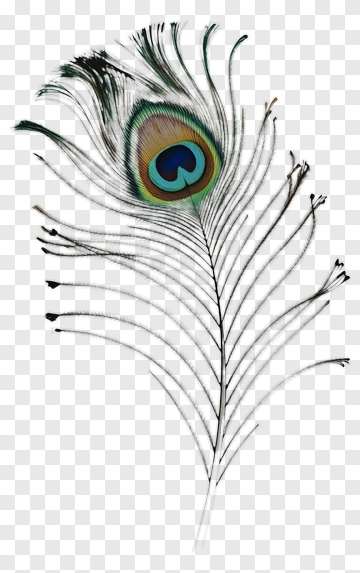 Peacock Feather With Vibrant Colors PNG