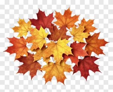 Colorful Autumn Leaves PNG