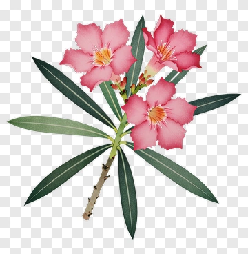Pink Oleander Flower Branch PNG