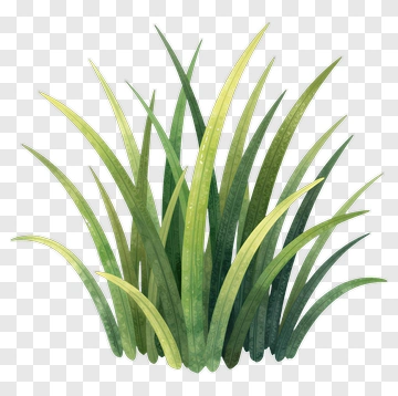 Green Grass PNG