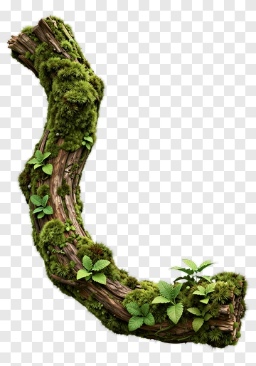 Moss-Covered Tree Branch With Leaves PNG
