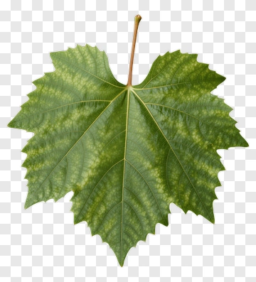 Green Maple Leaf PNG