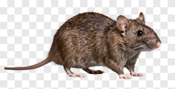 Realistic Brown Rat PNG