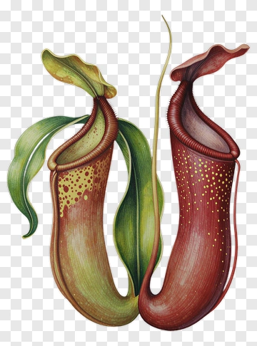 Colorful Pitcher Plants With Green Leaves PNG
