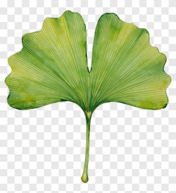 Watercolor Ginkgo Leaf PNG