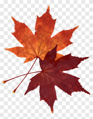 Autumn Maple Leaves PNG