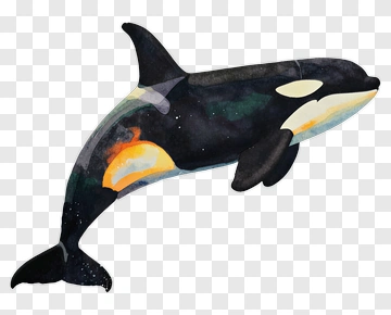 Watercolor Orca Swimming PNG