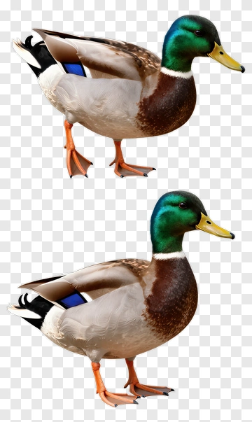 Mallard Duck PNG