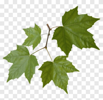 Green Maple Leaves PNG