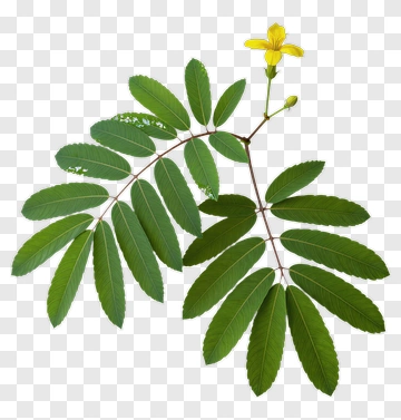Yellow Flowering Branch With Green Leaves PNG