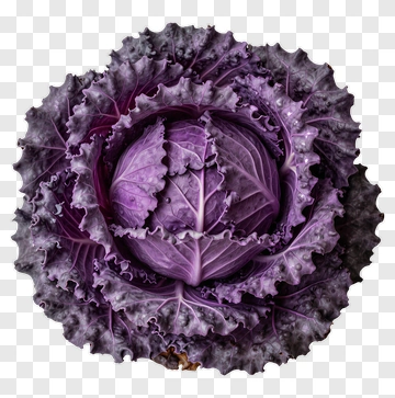 Purple Cabbage With Leafy Layers PNG