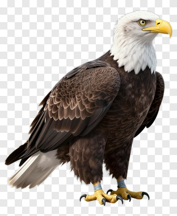 3D Bald Eagle PNG